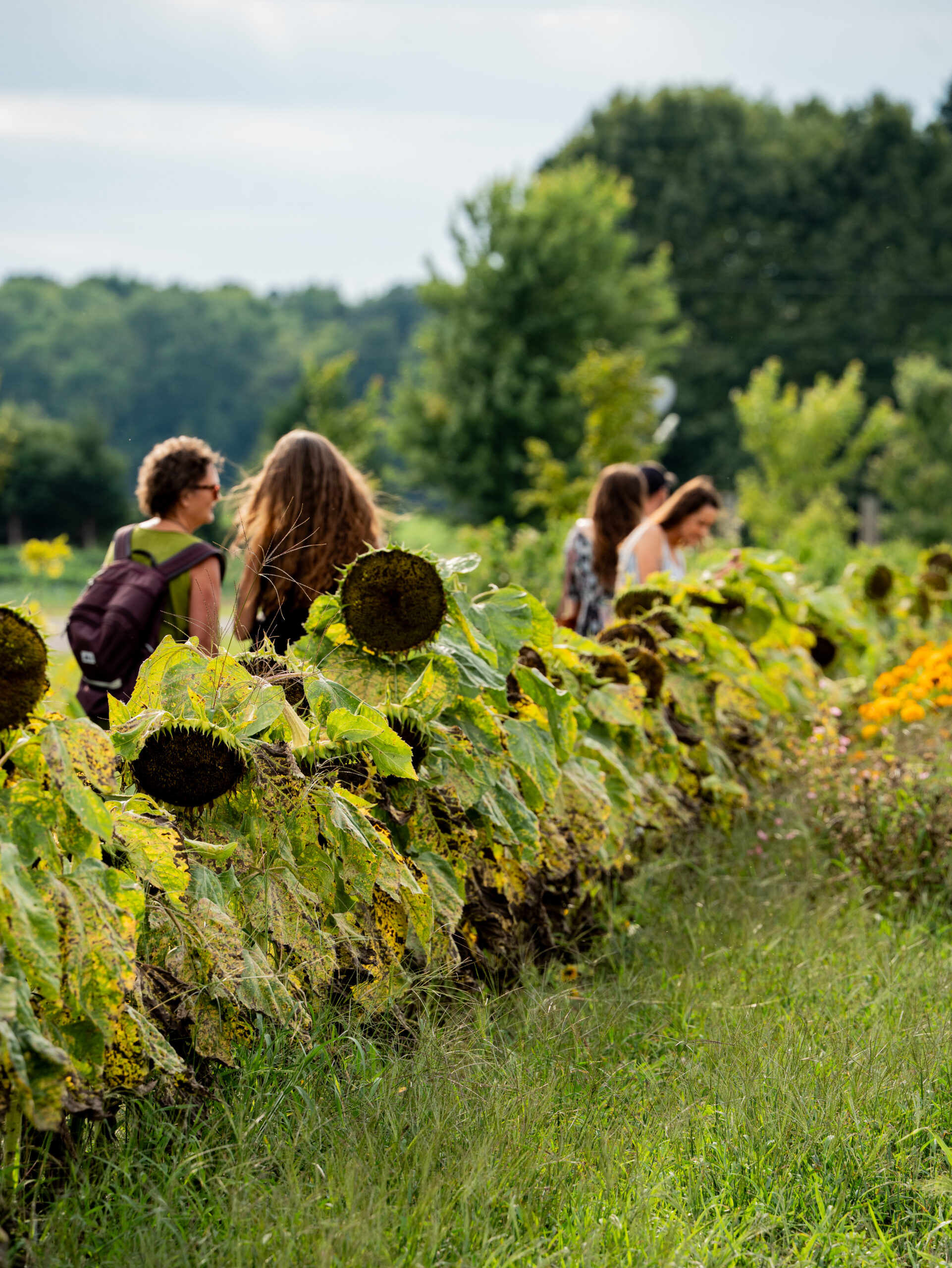 MiddleRiverMusicFestival-46